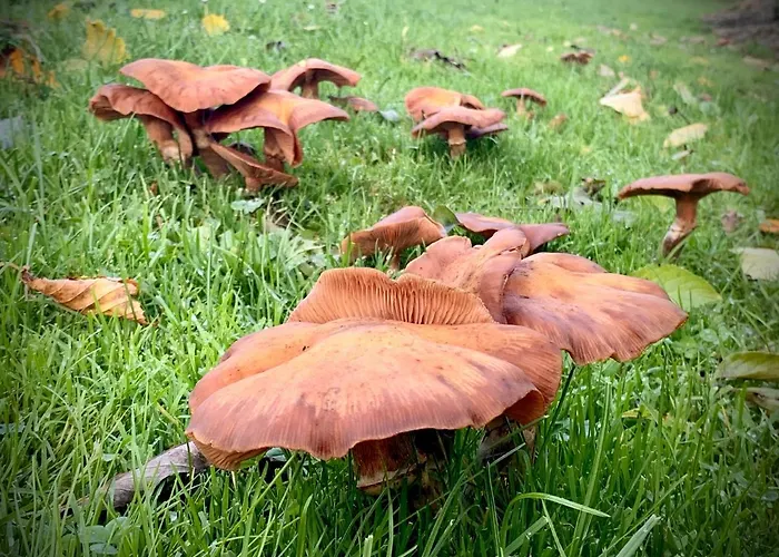 L'impasse De Lince 3* Sprimont